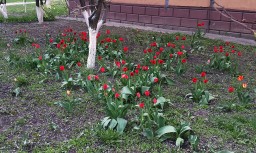 Будь-ласка не рвіть тюльпани, дивіться на них!